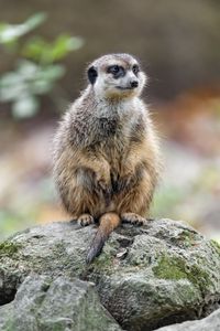 Preview wallpaper meerkat, nature, stone, wool, animal