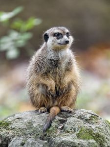 Preview wallpaper meerkat, nature, stone, wool, animal