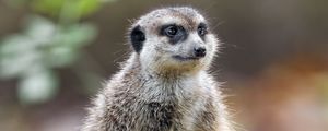 Preview wallpaper meerkat, nature, stone, wool, animal