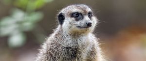 Preview wallpaper meerkat, nature, stone, wool, animal