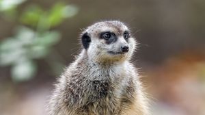 Preview wallpaper meerkat, nature, stone, wool, animal