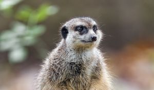 Preview wallpaper meerkat, nature, stone, wool, animal