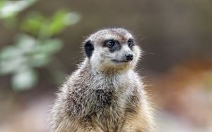 Preview wallpaper meerkat, nature, stone, wool, animal