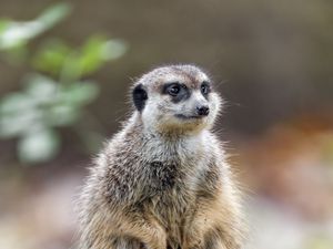 Preview wallpaper meerkat, nature, stone, wool, animal
