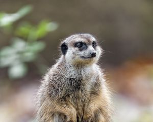 Preview wallpaper meerkat, nature, stone, wool, animal