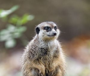Preview wallpaper meerkat, nature, stone, wool, animal