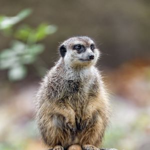 Preview wallpaper meerkat, nature, stone, wool, animal