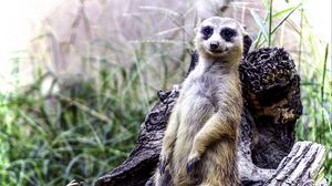 Preview wallpaper meerkat, posing, funny, cute