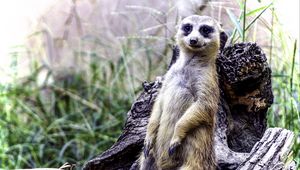 Preview wallpaper meerkat, posing, funny, cute