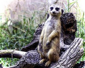 Preview wallpaper meerkat, posing, funny, cute