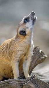Preview wallpaper meerkat, rodent, animal, profile
