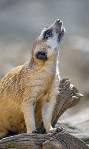 Preview wallpaper meerkat, rodent, animal, profile