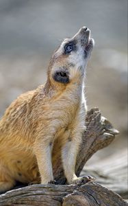 Preview wallpaper meerkat, rodent, animal, profile