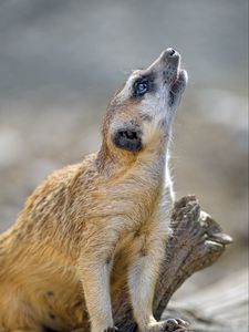 Preview wallpaper meerkat, rodent, animal, profile