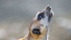Preview wallpaper meerkat, rodent, animal, profile