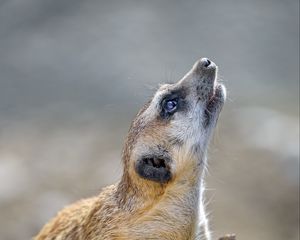 Preview wallpaper meerkat, rodent, animal, profile