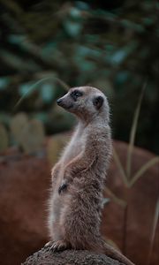 Preview wallpaper meerkat, rodent, animal, profile, stone