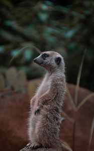Preview wallpaper meerkat, rodent, animal, profile, stone