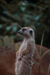 Preview wallpaper meerkat, rodent, animal, profile, stone