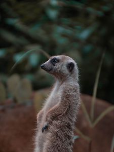 Preview wallpaper meerkat, rodent, animal, profile, stone