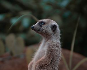 Preview wallpaper meerkat, rodent, animal, profile, stone