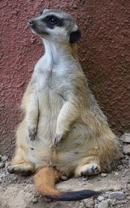 Preview wallpaper meerkat, sitting, cool