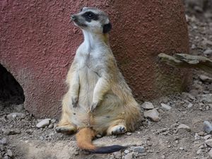 Preview wallpaper meerkat, sitting, cool