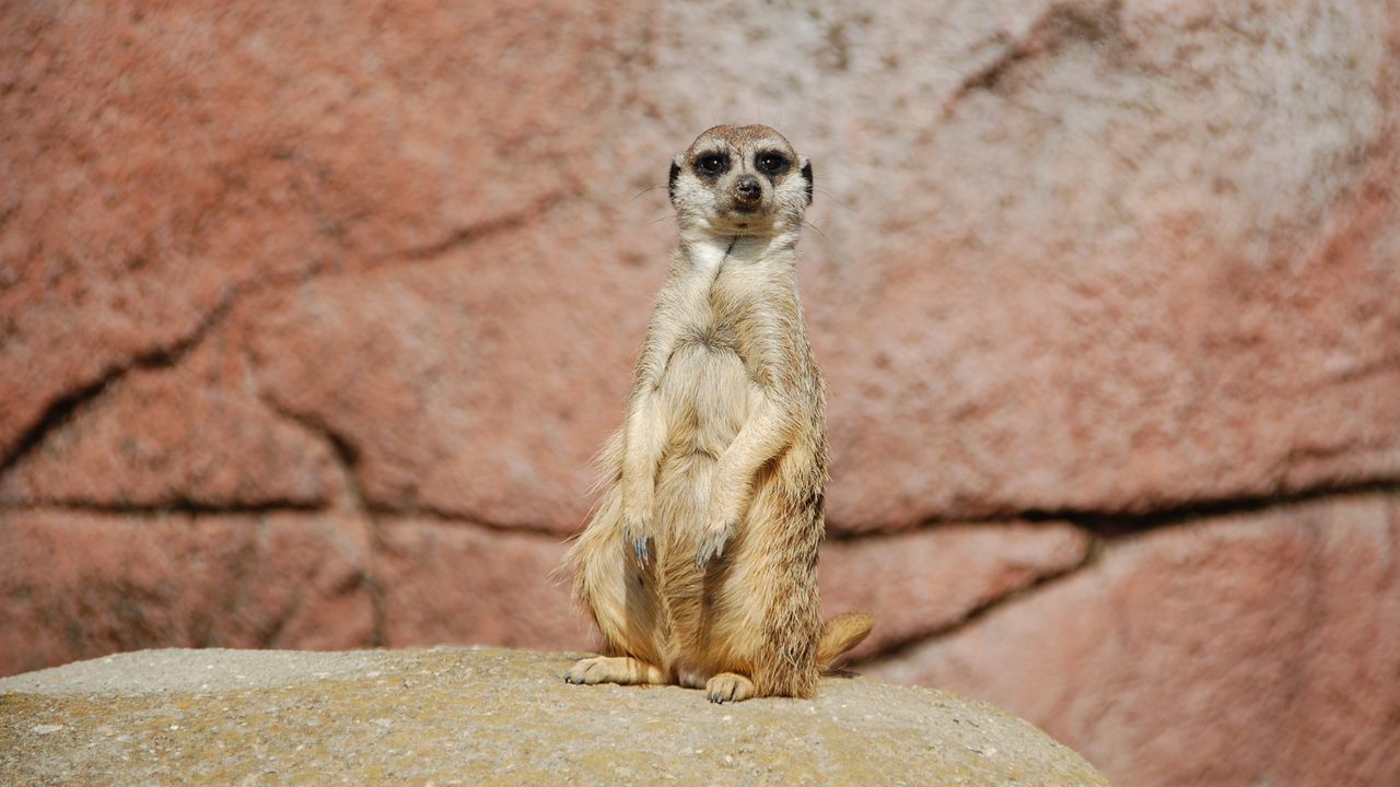 Wallpaper meerkat, sitting, funny