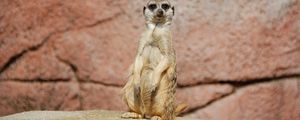 Preview wallpaper meerkat, sitting, funny