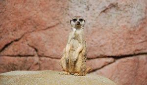 Preview wallpaper meerkat, sitting, funny