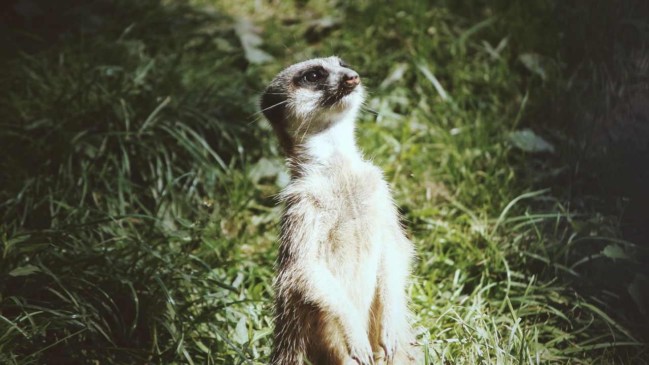 Wallpaper meerkat, standing, funny