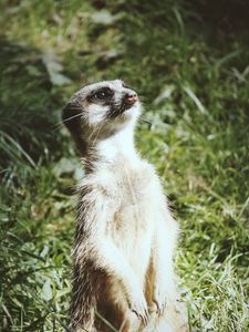 Preview wallpaper meerkat, standing, funny