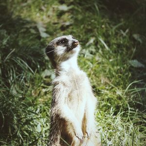 Preview wallpaper meerkat, standing, funny