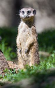 Preview wallpaper meerkat, wildlife, animal, wild