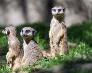 Preview wallpaper meerkat, wildlife, animal, wild