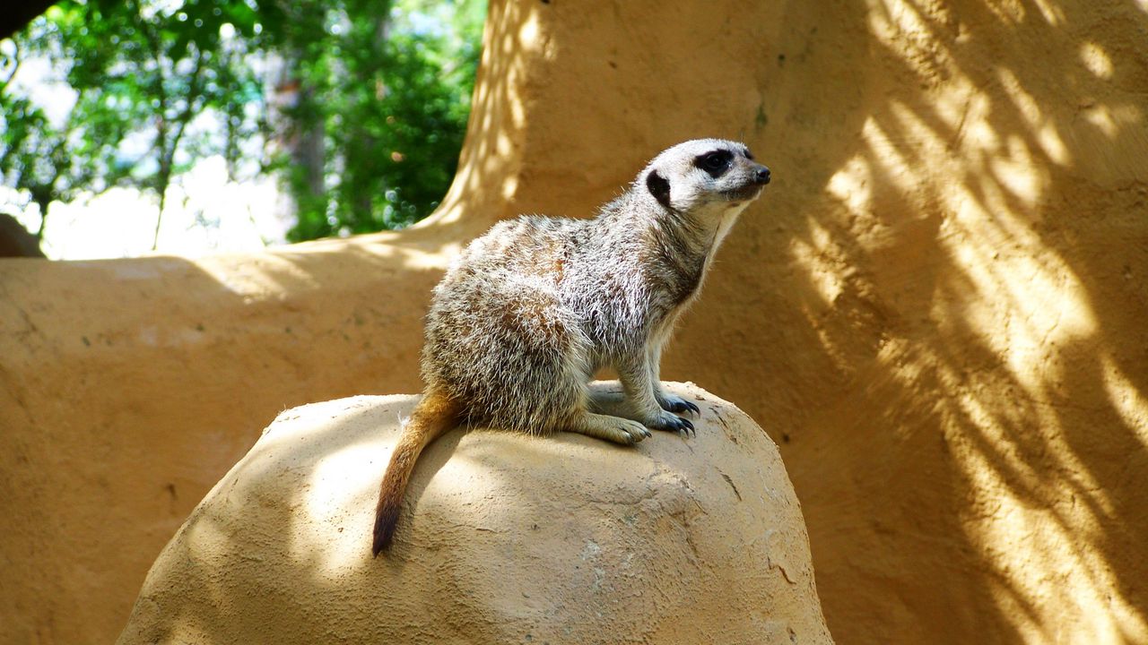 Wallpaper meerkat, zoo, hill, sit