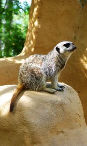 Preview wallpaper meerkat, zoo, hill, sit