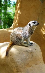 Preview wallpaper meerkat, zoo, hill, sit