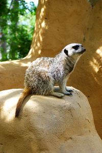 Preview wallpaper meerkat, zoo, hill, sit