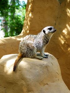 Preview wallpaper meerkat, zoo, hill, sit