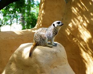 Preview wallpaper meerkat, zoo, hill, sit