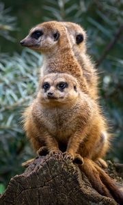 Preview wallpaper meerkats, animals, cute