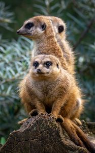 Preview wallpaper meerkats, animals, cute