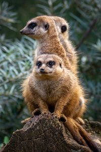 Preview wallpaper meerkats, animals, cute