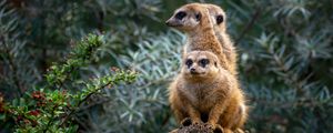 Preview wallpaper meerkats, animals, cute