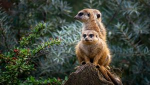 Preview wallpaper meerkats, animals, cute