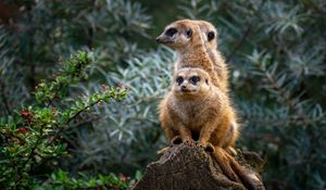 Preview wallpaper meerkats, animals, cute