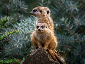 Preview wallpaper meerkats, animals, cute