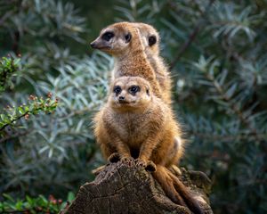 Preview wallpaper meerkats, animals, cute