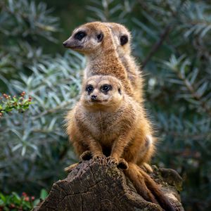 Preview wallpaper meerkats, animals, cute